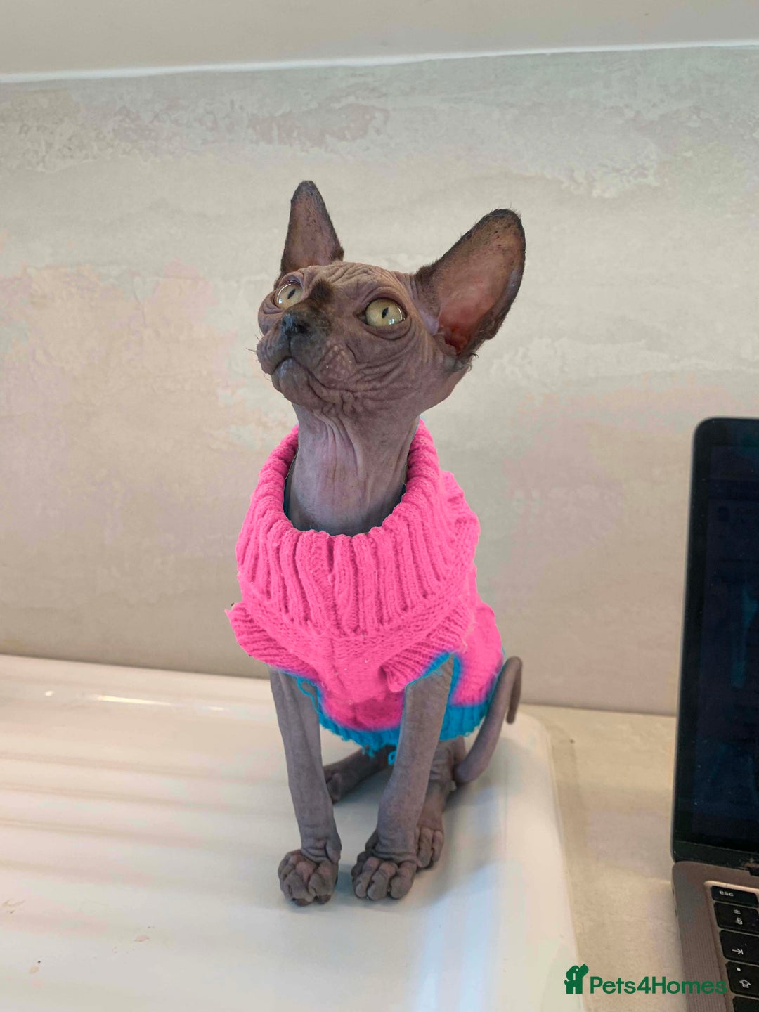 Sphynx cats for sale: Champion sphynx kitten - Image 2