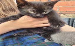 Mixed Breed cats for sale: Kittens  - Image 4
