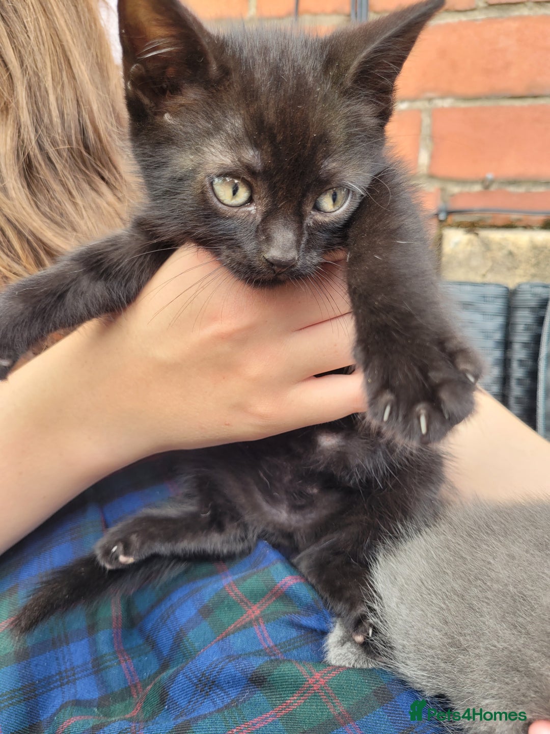 Mixed Breed cats for sale: Kittens  - Image 4