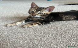 Bengal cats for sale: 🐾 TICA REGISTERED, READY TO LEAVE  😍😍 - Image 30