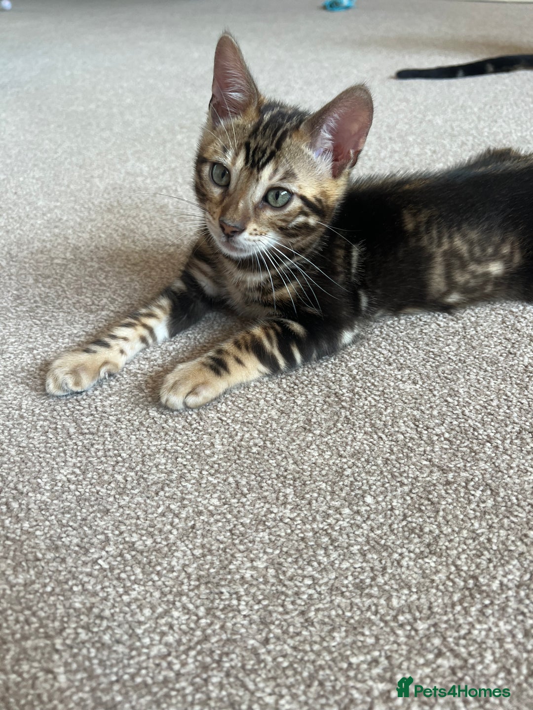 Bengal cats for sale: 🐾 TICA REGISTERED, READY TO LEAVE  😍😍 - Image 30