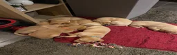 Labrador Retriever dogs for sale: Yellow/Red working Labradors - Advert 8