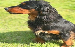 Cocker Spaniel dogs for sale: Working Cocker Spaniel Puppies - Advert 4