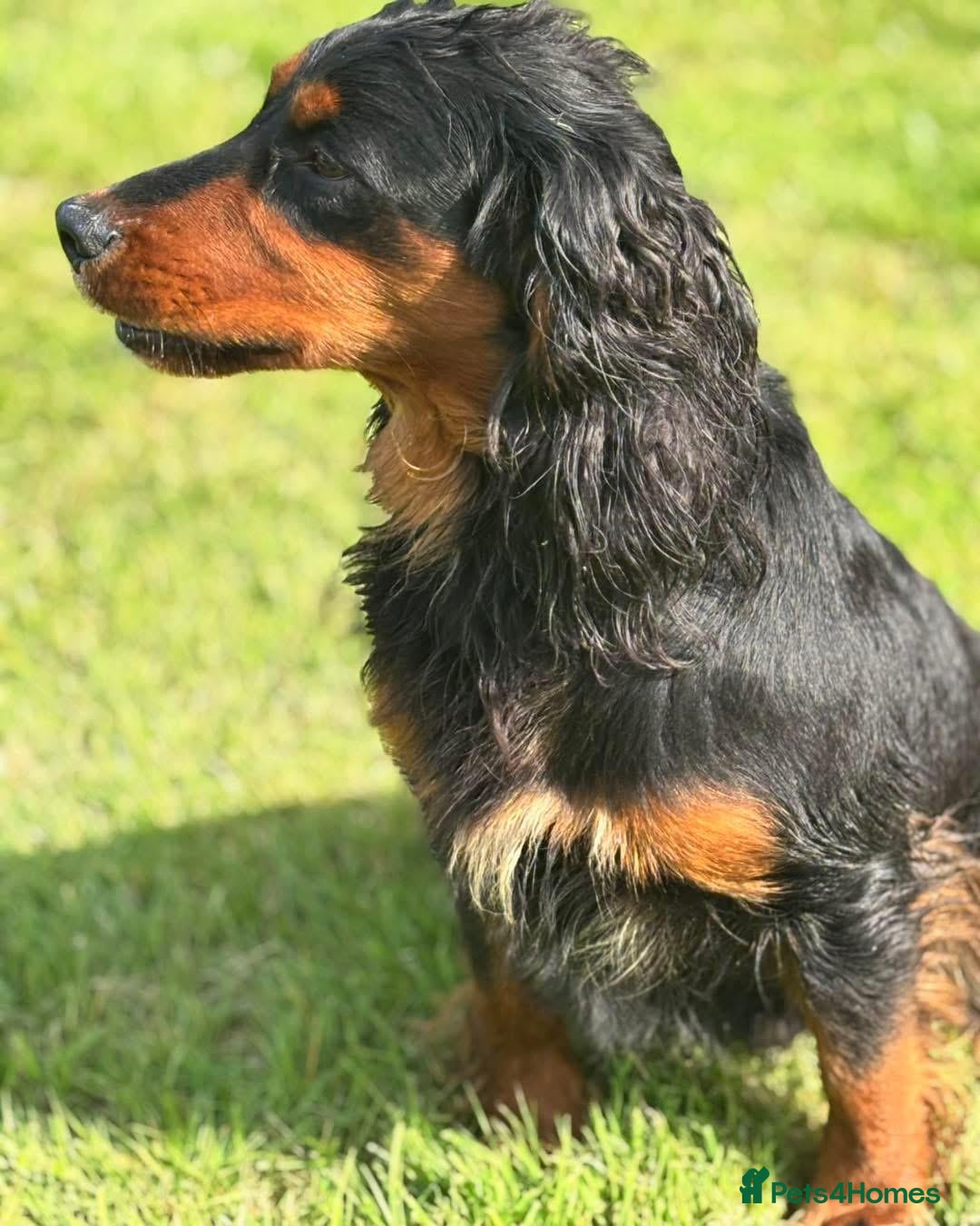 Cocker Spaniel dogs for sale: Working Cocker Spaniel Puppies - Advert 4