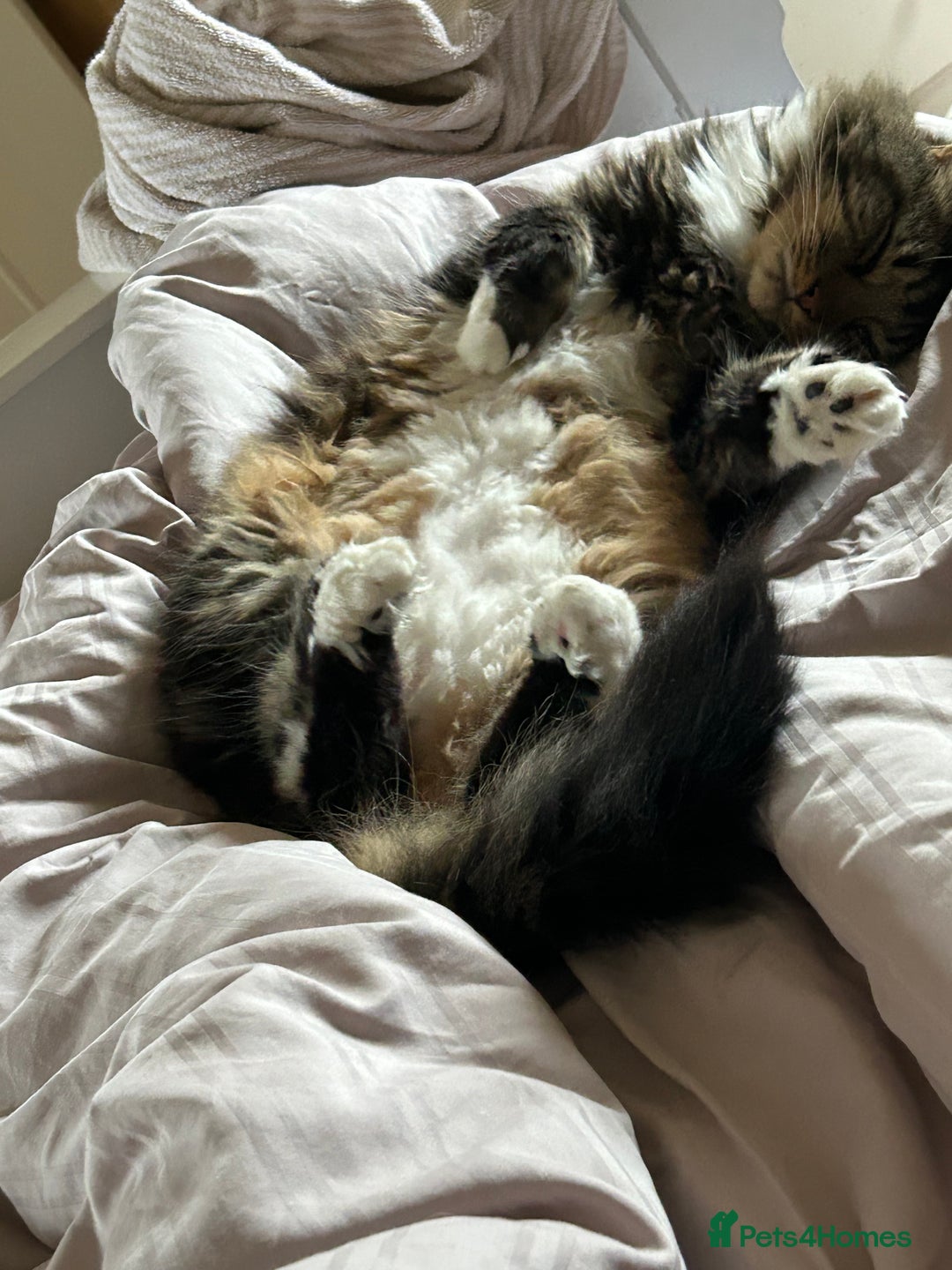 British Longhair cats for sale: Incredibly Beautiful British Longhair Male Cat - Advert 27