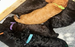 Cockapoo dogs for sale: F1b Cockapoo  - Image 10