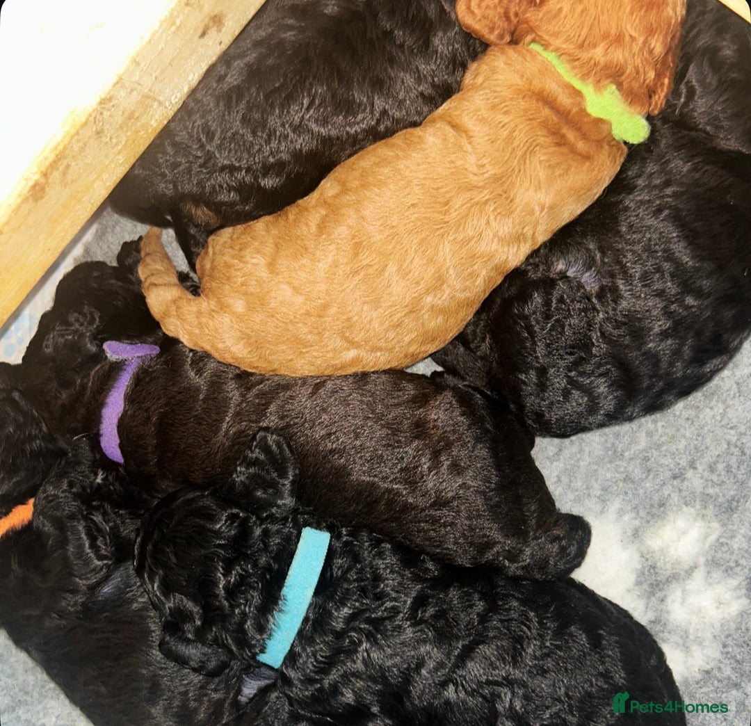 Cockapoo dogs for sale: F1b Cockapoo  - Image 10