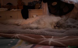 Persian cats for sale: 2 year old male Persian doll face chinchilla  - Image 12
