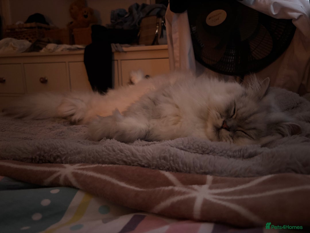 Persian cats for sale: 2 year old male Persian doll face chinchilla  - Image 12