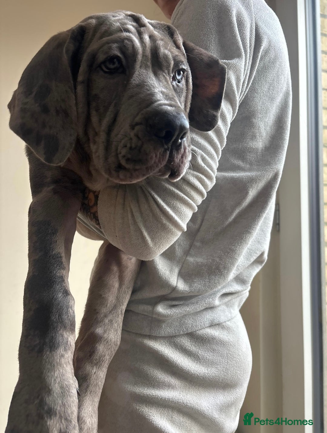 Gallery Image {{count}}