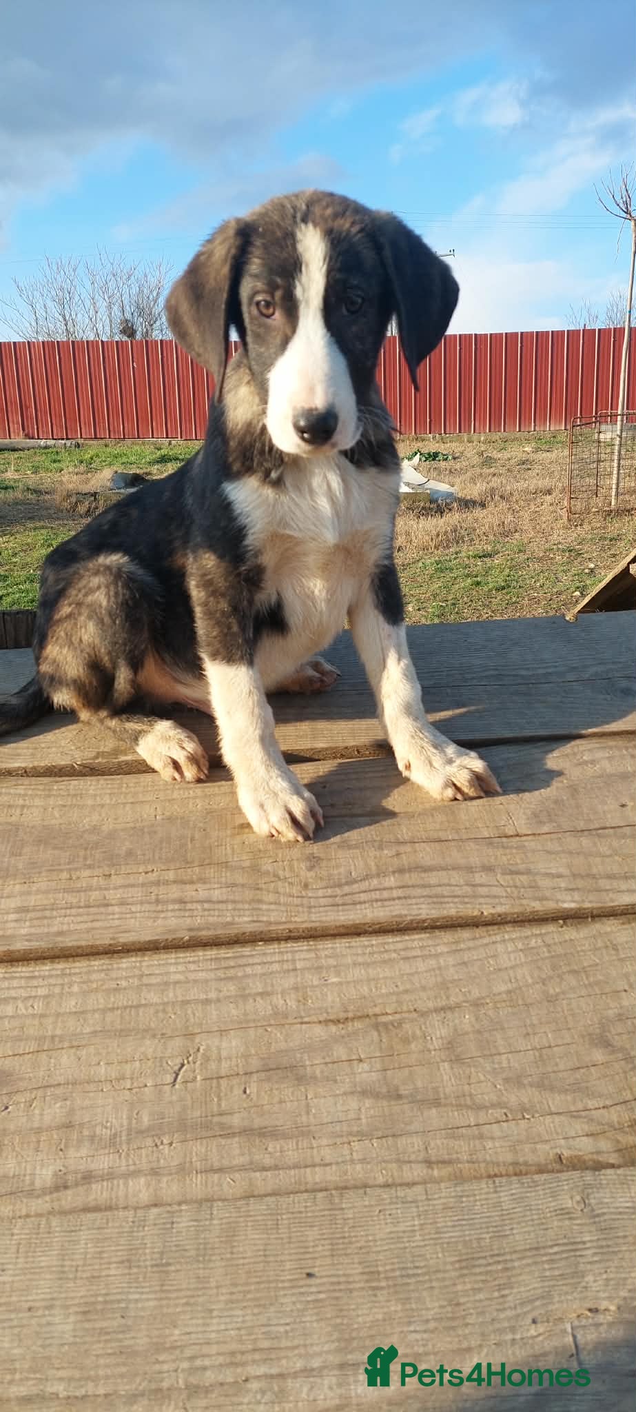 Mixed Breed dogs 4.5 month old male pup Macedonia rescue  - Advert 1