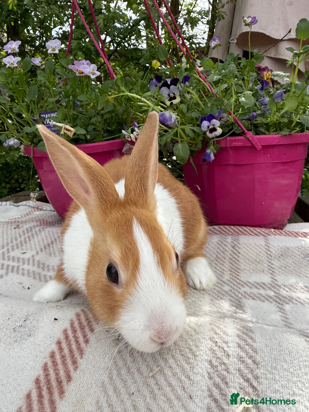 Dutch rabbits for sale: Baby Dutch Rabbits - Advert 2