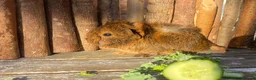 Guinea Pig rodents for sale: Abyssinian/ long-haired babies - Advert 16