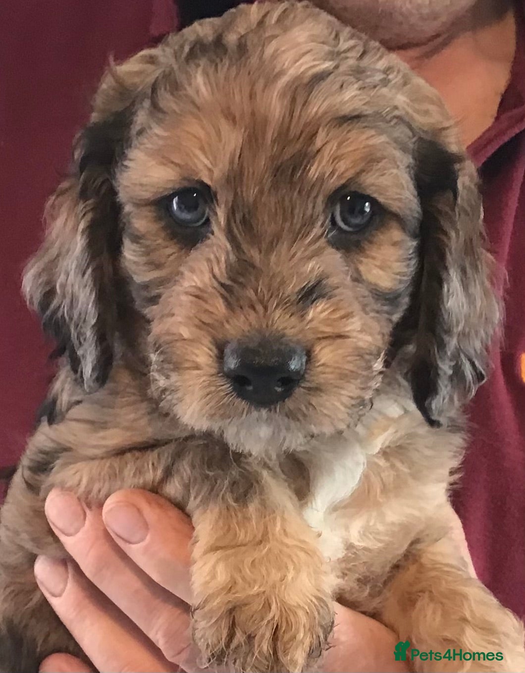 Cockapoo dogs SOMETHING SPECIAL. COCKAPOO PUPPIES - Advert 3