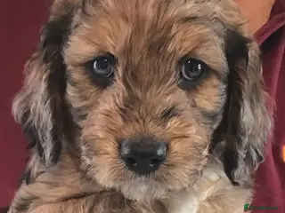 Cockapoo dogs SOMETHING SPECIAL. COCKAPOO PUPPIES - Advert 3