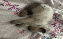 Ragdoll cats for sale: 🩵 Beautiful Ragdoll Kittens Ready at 12 Weeks! 🩵 - Image 39