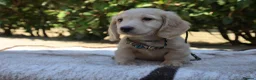 Miniature Dachshund dogs for sale: EXCEPTIONAL KC CREAM & BLACK/CREAM PUPPIES  - Advert 5