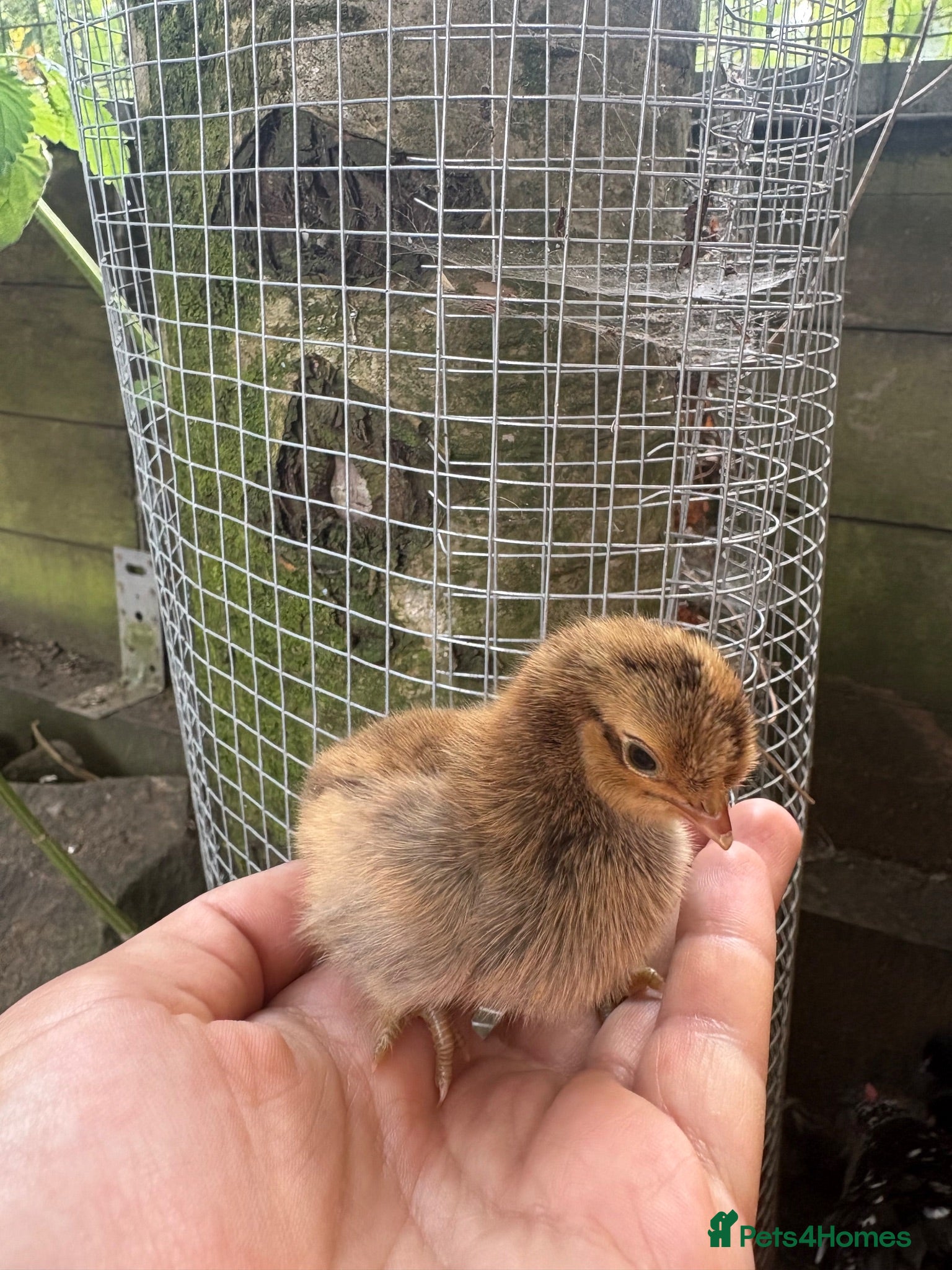 Chickens poultry Day old pekin chicks  - Advert 1
