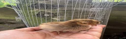Chickens poultry for sale: Day old pekin chicks  - Advert 1