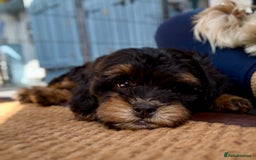 Shihpoo dogs for sale: Adorable Shihpoo Puppies, have had all vacations! - Image 1
