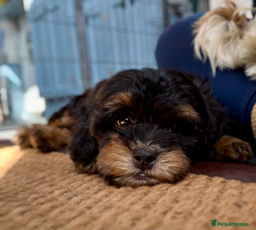 Shihpoo dogs - Advert 1