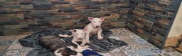 English Bull Terrier dogs for sale: Beautiful k.c reg bully pups  ready to go - Advert 15