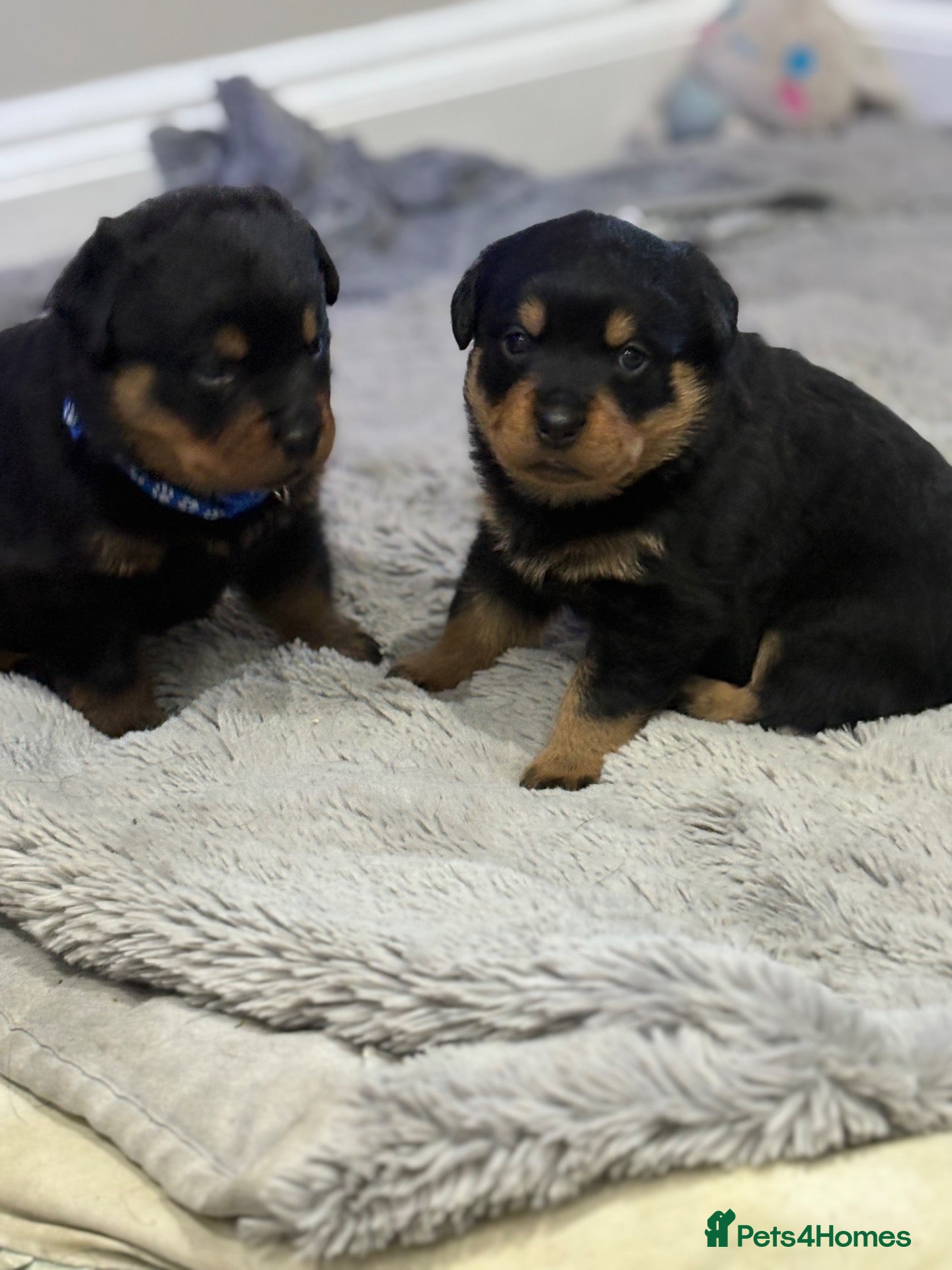 Rottweiler dogs Chunky Rottweilers  - Advert 2