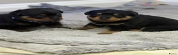 Rottweiler dogs for sale: Chunky Rottweilers  - Advert 2