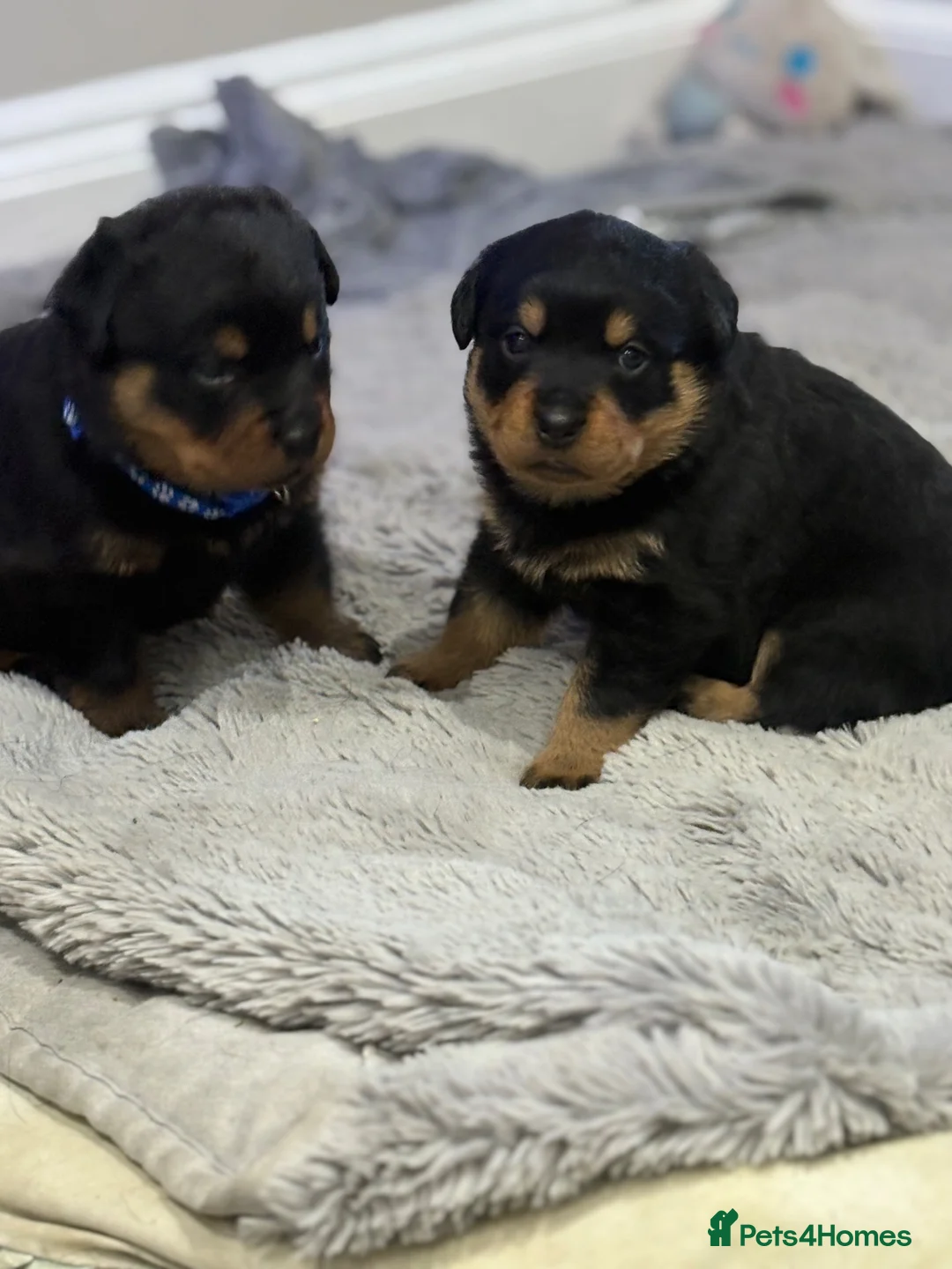 Rottweiler dogs for sale: Chunky Rottweilers  - Advert 2