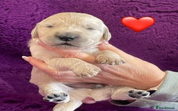 Golden Retriever dogs for sale: KC Reg Cream Boys from health tested parents.  - Image 10