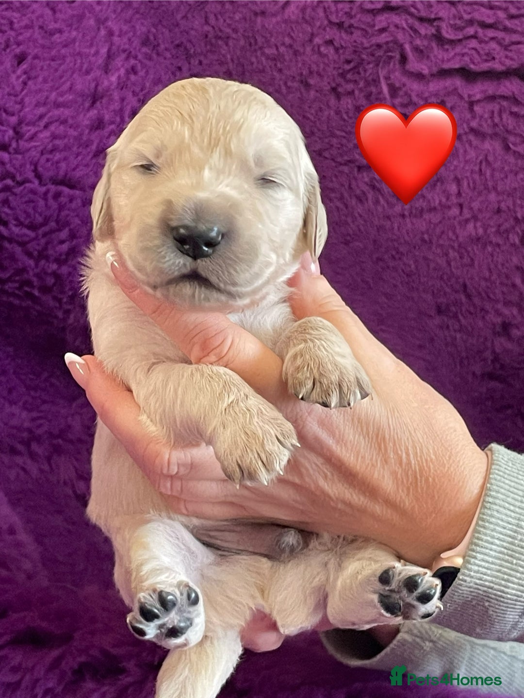 Golden Retriever dogs for sale: KC Reg Cream Boys from health tested parents.  - Image 10