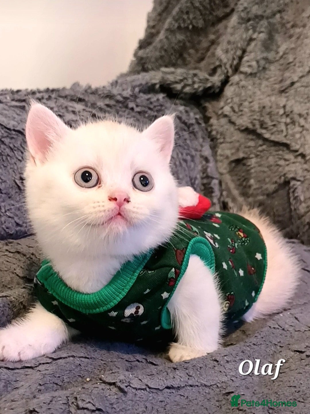 British Shorthair cats for sale: GCCF Snowflake BSH - Advert 12