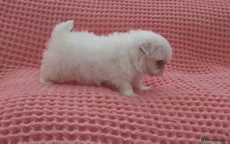 Maltese dogs for sale: Maltese puppies  - Image 6