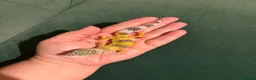 Leopard Gecko reptiles for sale: Leopard gecko babies - Advert 3