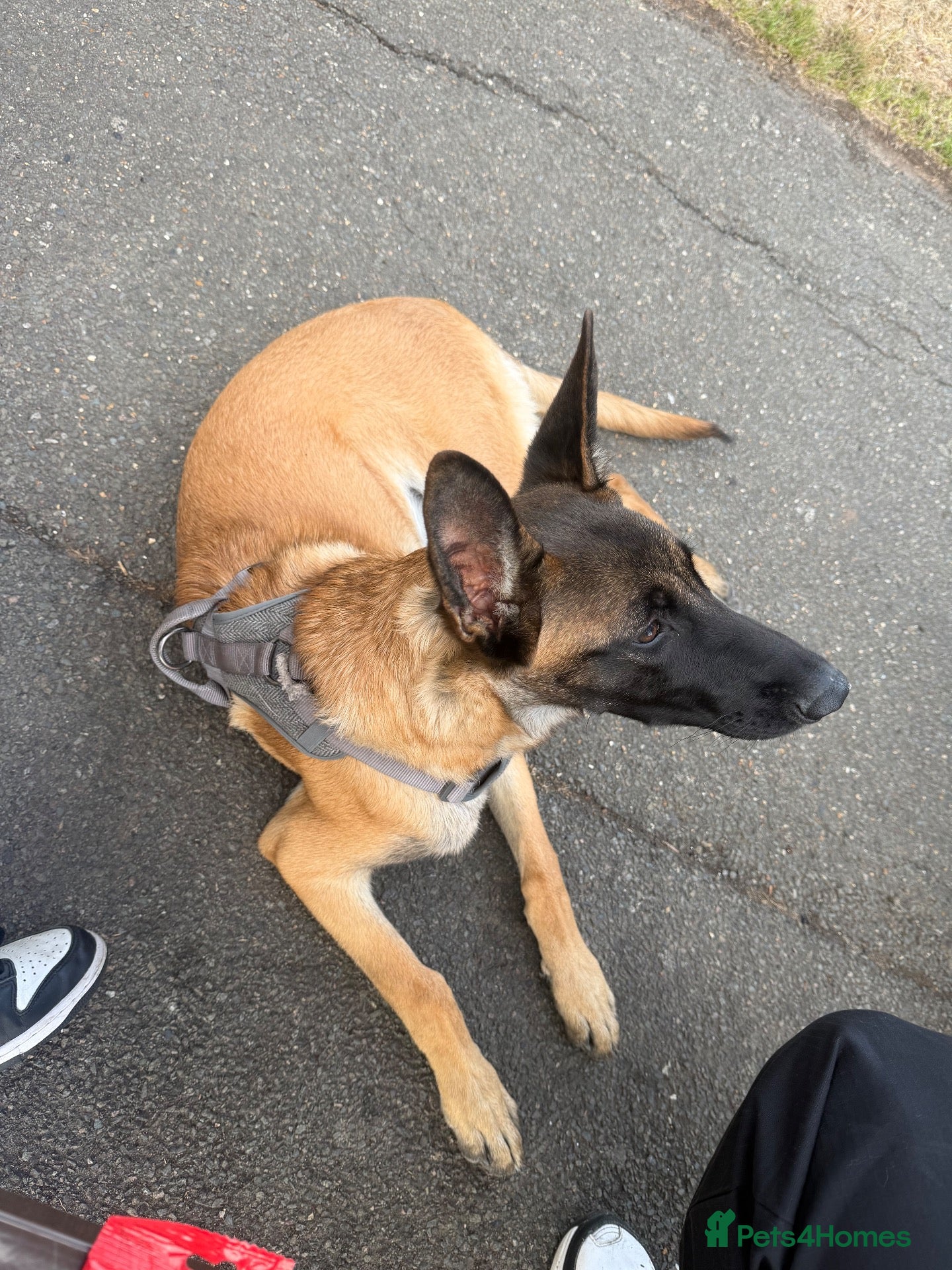 Belgian Shepherd Dog dogs female - Advert 2