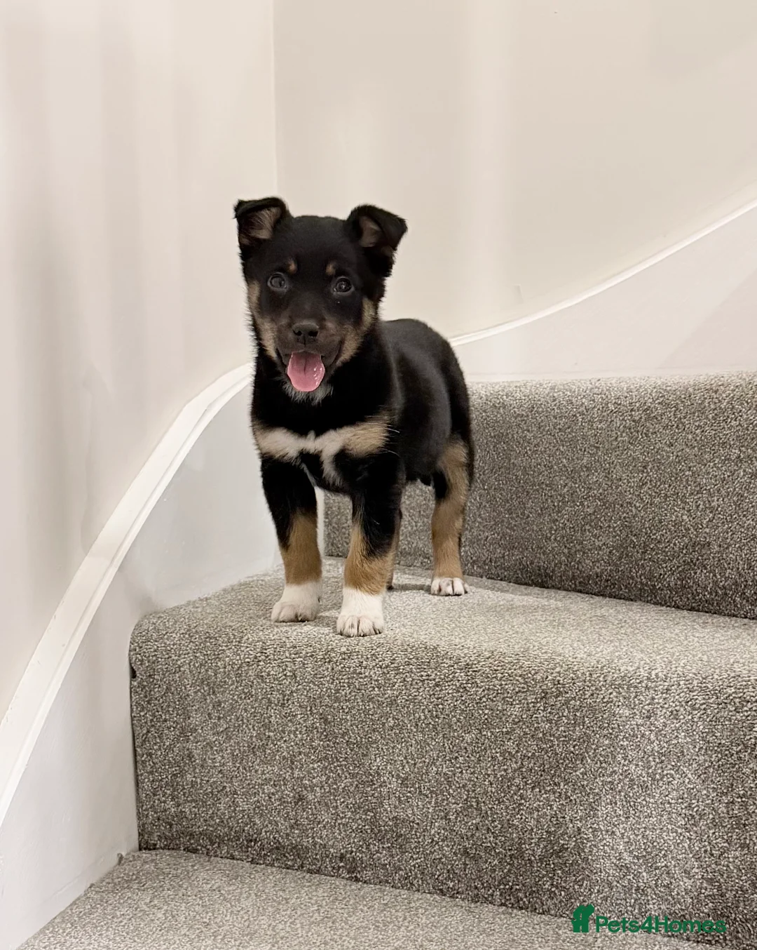 Mixed Breed dogs for sale: Border Collie X Kelpie  - Advert 1