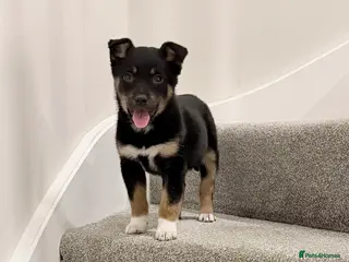 Mixed Breed dogs Border Collie X Kelpie - Advert 7