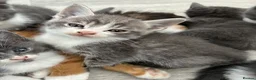 Mixed Breed cats for sale: 7 beautiful bsh x Persian kittens - Advert 5