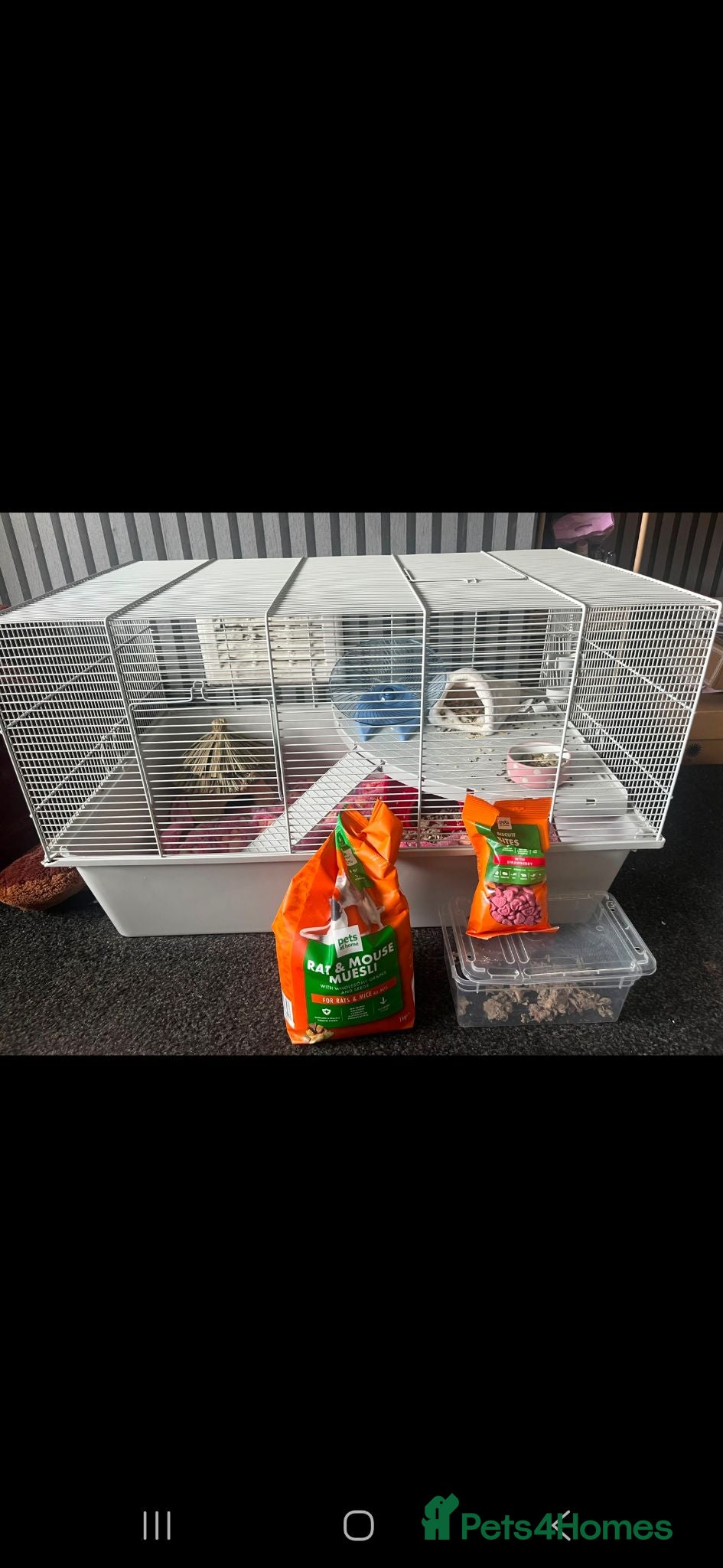 Mouse rodents 12 week old Fancy mouse with full set up - Advert 2