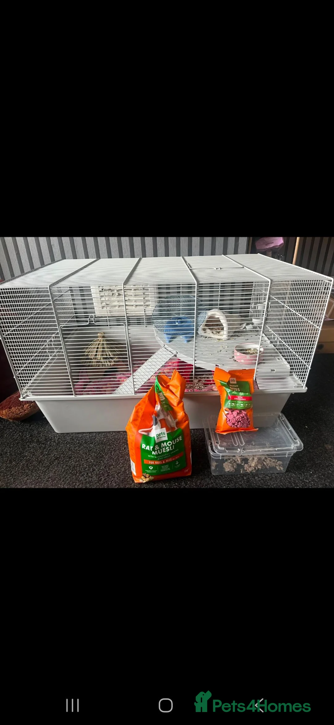 Mouse rodents for sale: 12 week old Fancy mouse with full set up - Advert 1