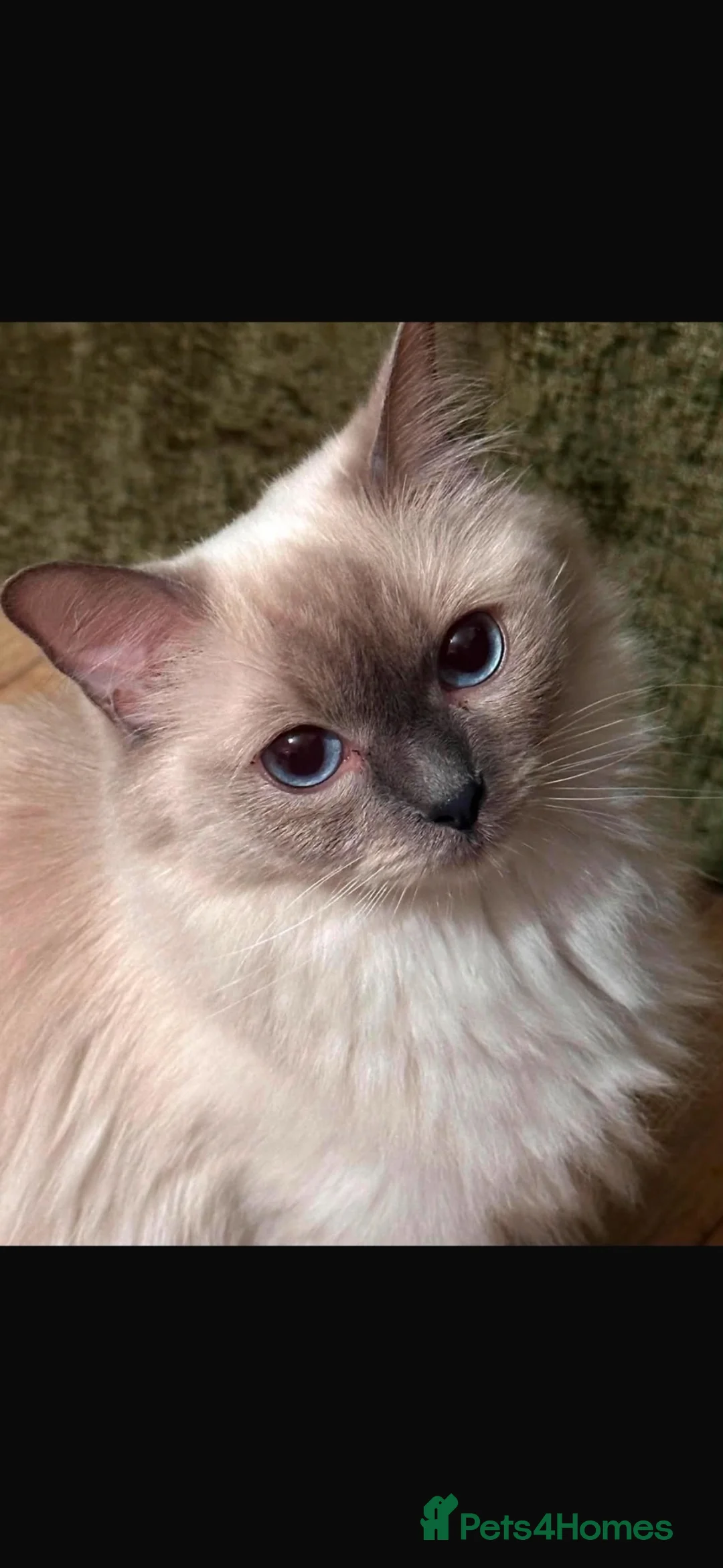 Ragdoll cats for sale: Ragdoll female cat  - Advert 1