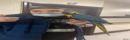 Macaws birds for sale: Blue & Gold Macaw - Advert 3