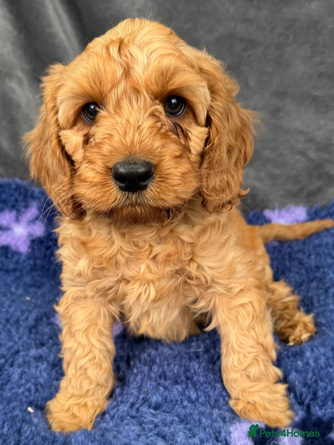 Cockapoo dogs for sale: Stunning Red Cockapoo puppies in Barnsley - Advert 8