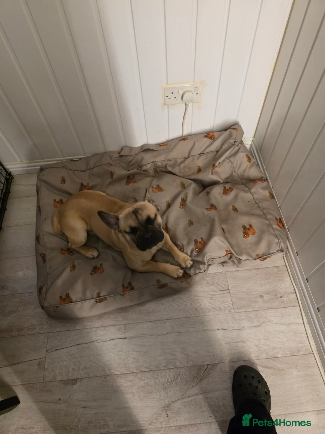 Mixed Breed dogs for sale: French cross pug in Dudley - Advert 1