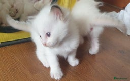 Ragdoll cats for sale: GCCF Chocolate Point with White Bi-color kittensur - Image 7