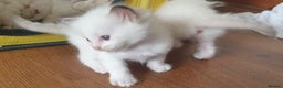 Ragdoll cats for sale: GCCF Chocolate Point with White Bi-color Kittens - Advert 7