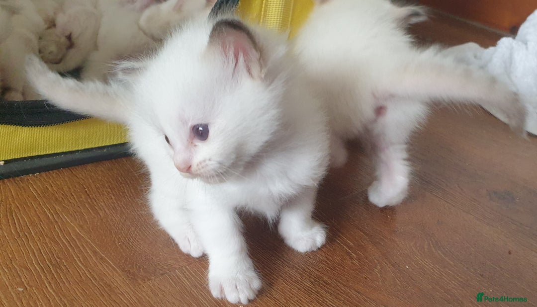 Ragdoll cats for sale: GCCF Chocolate Point with White Bi-color kittensur - Image 7