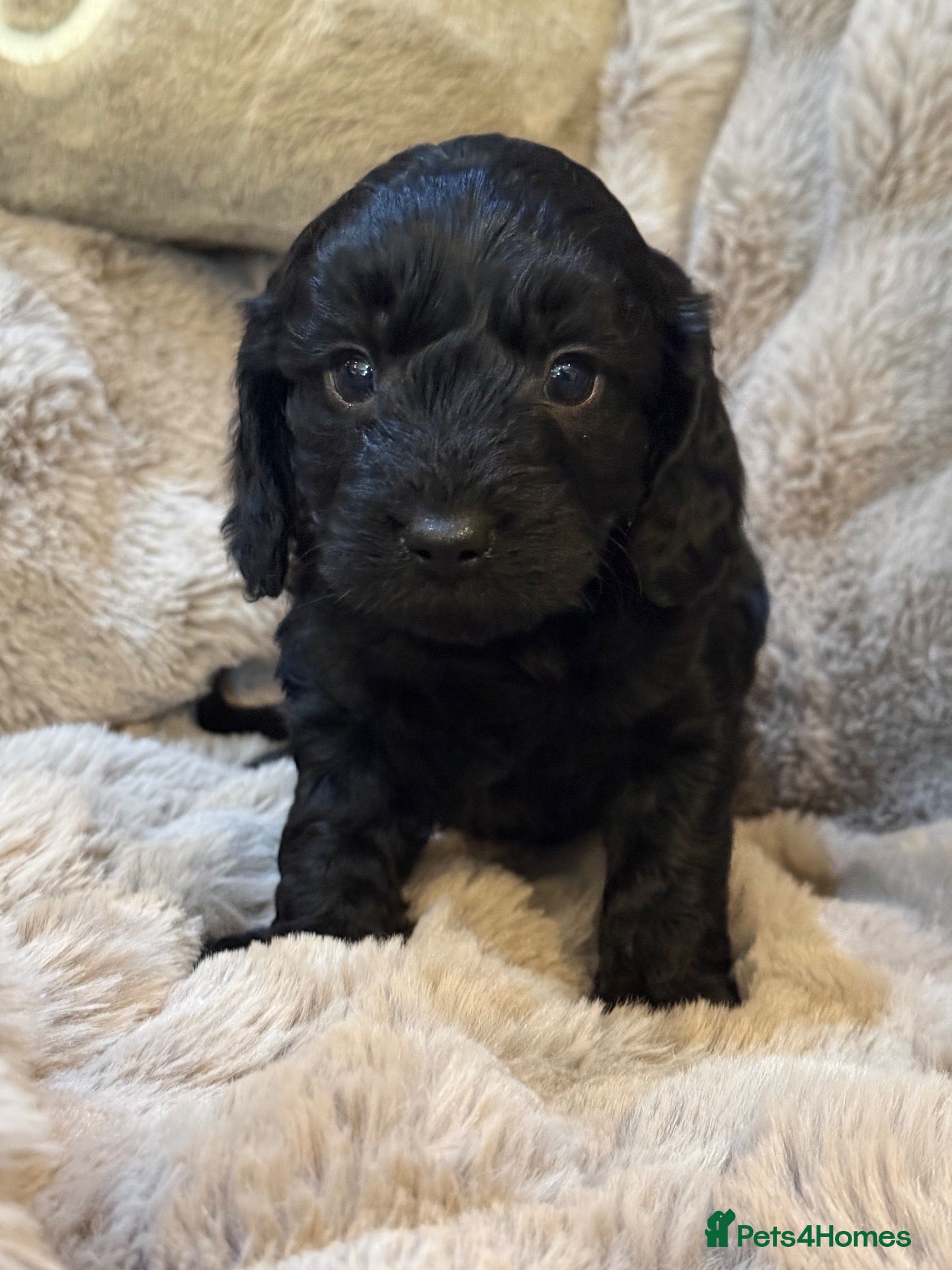 Cavapoo dogs Stunning coloured F1 Cavapoo Boys  - Advert 2