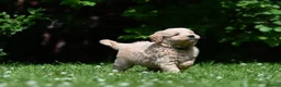 Goldendoodle dogs for sale: Quality Health Tested Goldendoodles - Advert 15