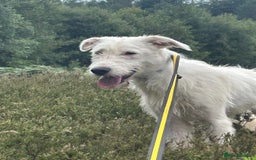 Mixed Breed dogs for adoption: Peter - Norwich Norfolk  - Image 12